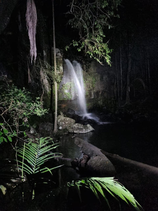 Evening Rainforest & Glow Worm Experience - We Wander