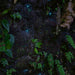 Evening Rainforest & Glow Worm Experience - We Wander