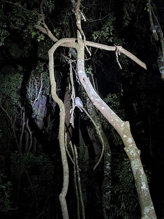 Evening Rainforest & Glow Worm Experience - We Wander