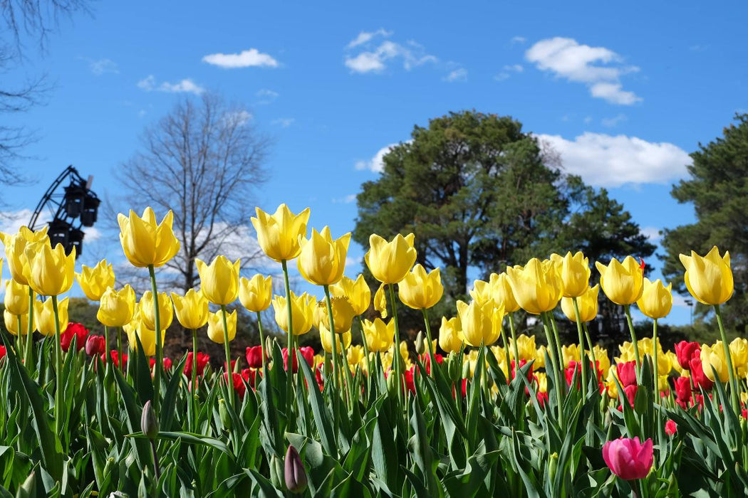 Floriade Tour - We Wander