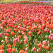 Floriade Tour - We Wander