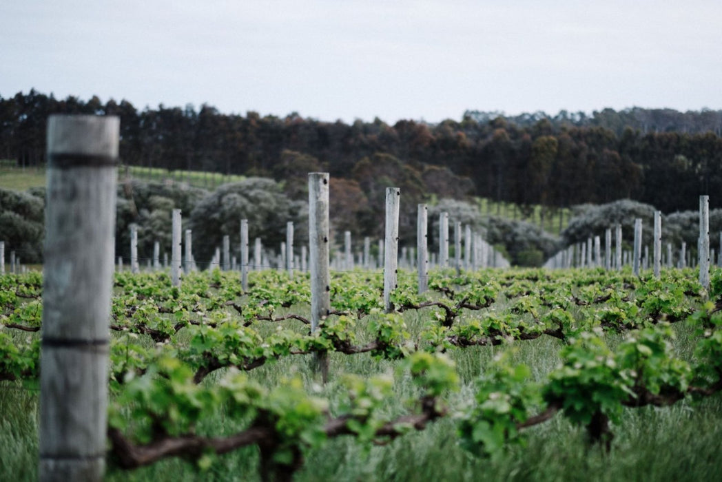 Forage On The Farm & Vino In The Vines - We Wander