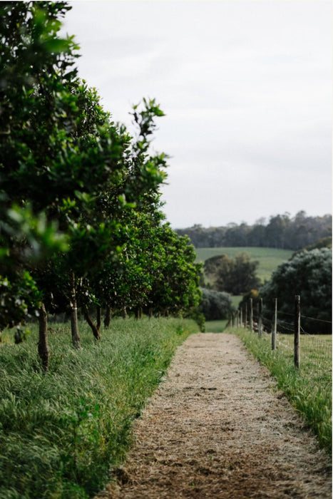 Forage On The Farm & Vino In The Vines - We Wander