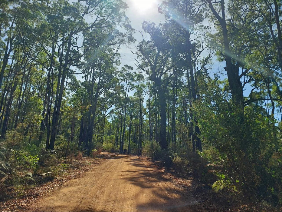 Forest Surprise Full Day Tour - We Wander