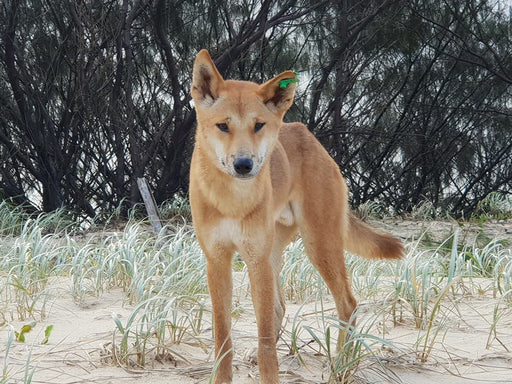 Fraser Island Exclusive 4Wd Day Tour - We Wander