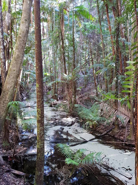 Fraser Island Exclusive 4Wd Day Tour - We Wander