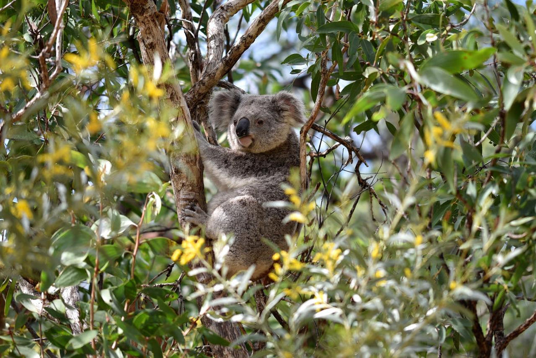 Gold Coast Eco Safari - We Wander