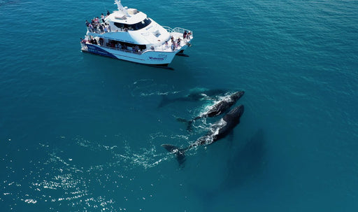 Hervey Bay Whale Search And Dolphin Watch - We Wander