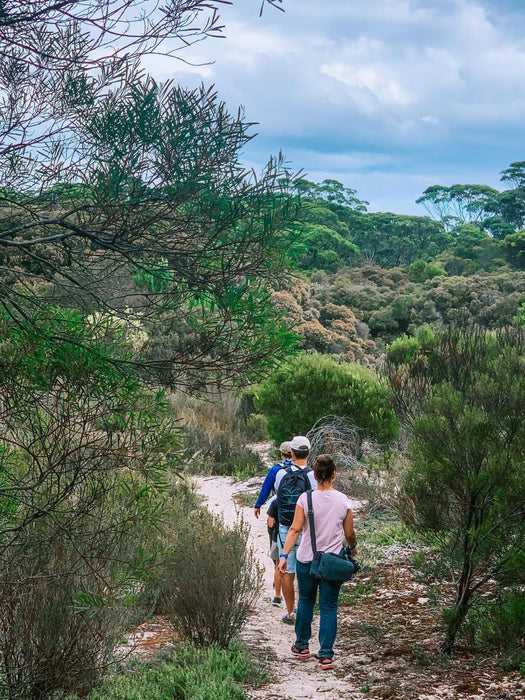 Koala Walking Tour - We Wander