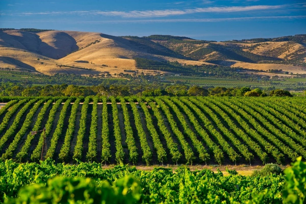 Mclaren Vale Wine Tour Corporate Package Full Day - We Wander