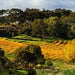 Mclaren Vale Wine Tour Corporate Package Full Day - We Wander