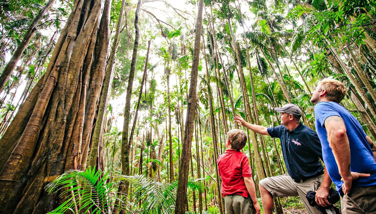 Natural Bridge & Springbrook Waterfalls Tour - We Wander