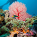 Outer Reef Or Muiron Island Dive And Snorkel Tour - We Wander