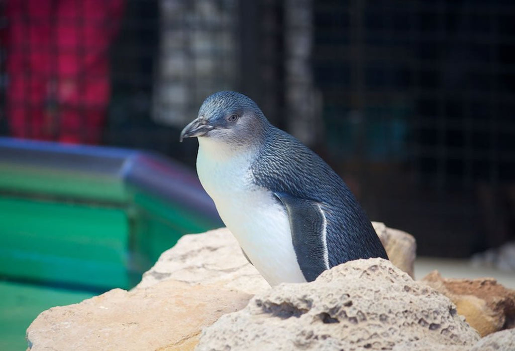 Penguin Island & Mandurah Canal Cruise - We Wander