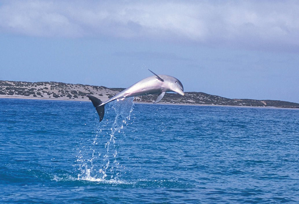 Penguin Island & Mandurah Canal Cruise - We Wander