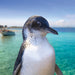 Penguin Island & Mandurah Canal Cruise - We Wander