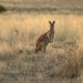 Private Coach - A Taste Of Kangaroo Island 24 Seater - We Wander