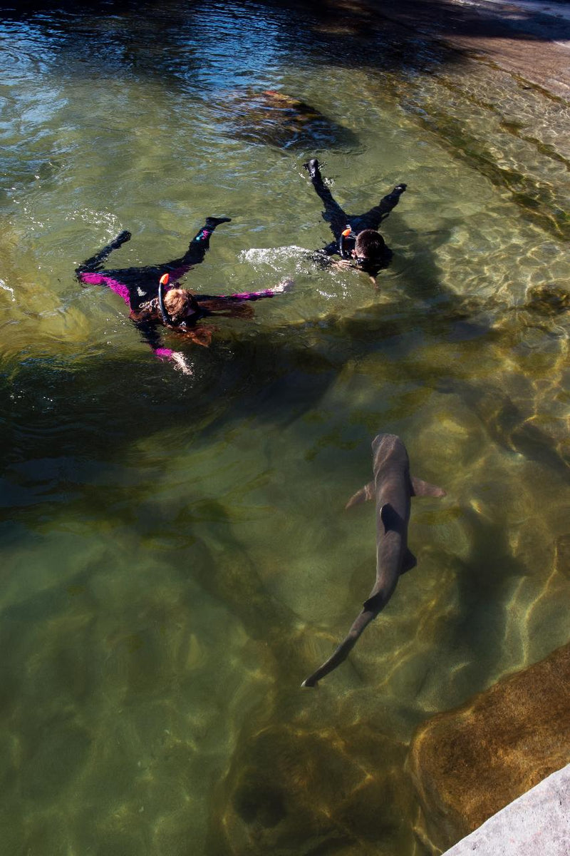 Reef Shark Snorkel With Entry Pass - We Wander