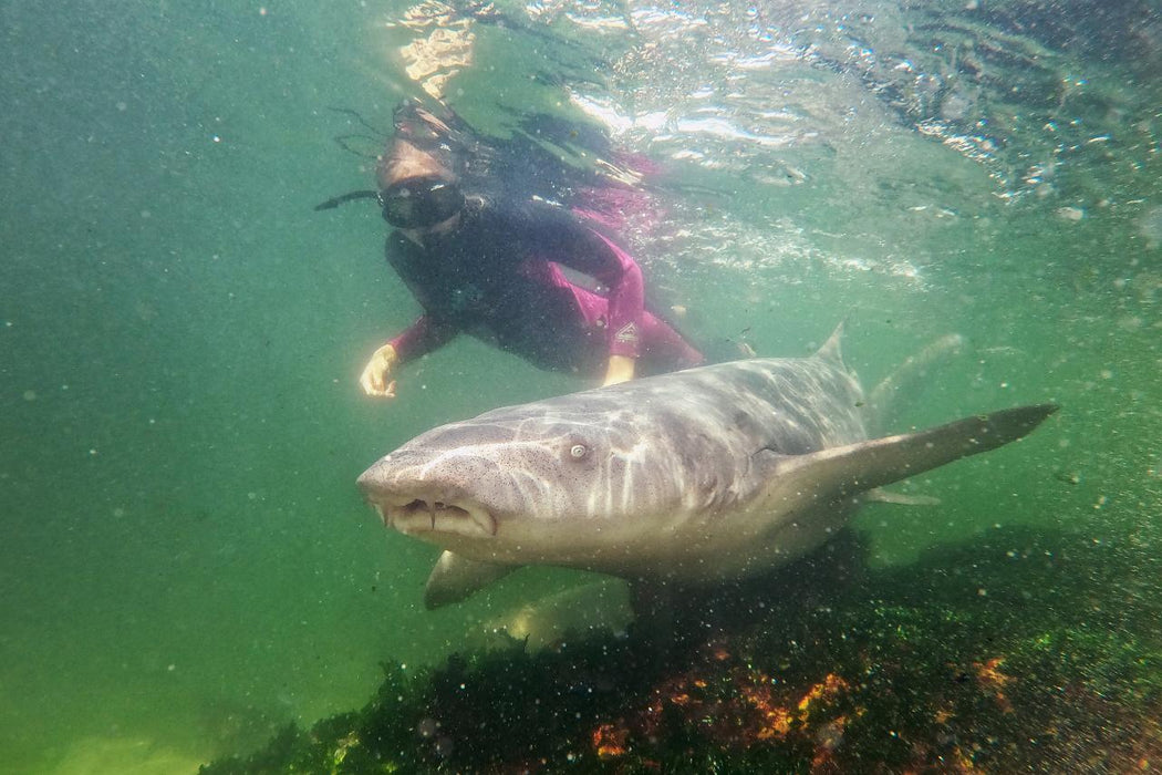 Reef Shark Snorkel With Entry Pass - We Wander