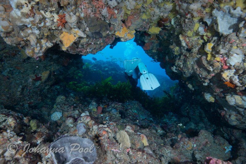 Rottnest Island (Wadjemup) Dive Or Snorkel - We Wander