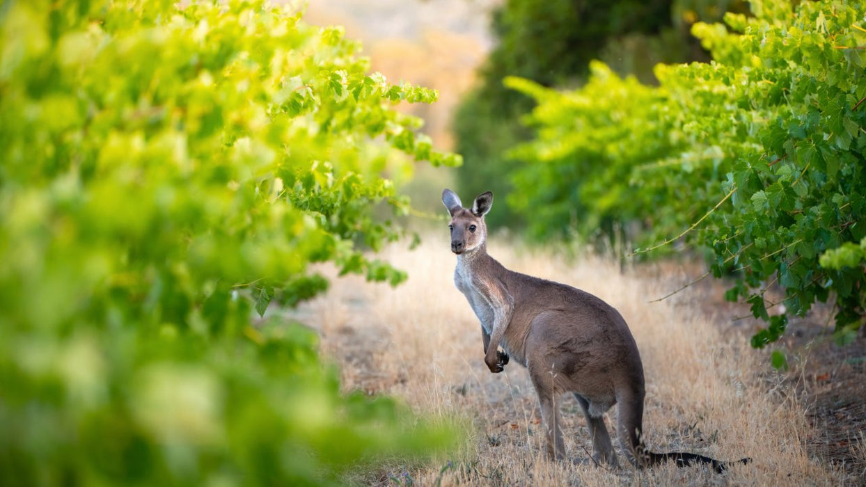 Sip, Savour, And Discover: Mclaren Vale's Sustainable Wine Journey - Private Tour - We Wander