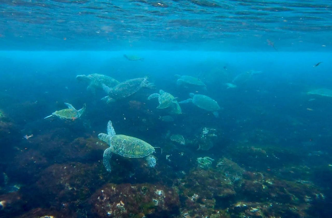 Snorkel With The Turtles In A Private Boat - We Wander