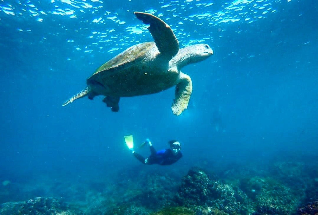 Snorkel With The Turtles In A Private Boat - We Wander