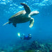 Snorkel With The Turtles In A Private Boat - We Wander