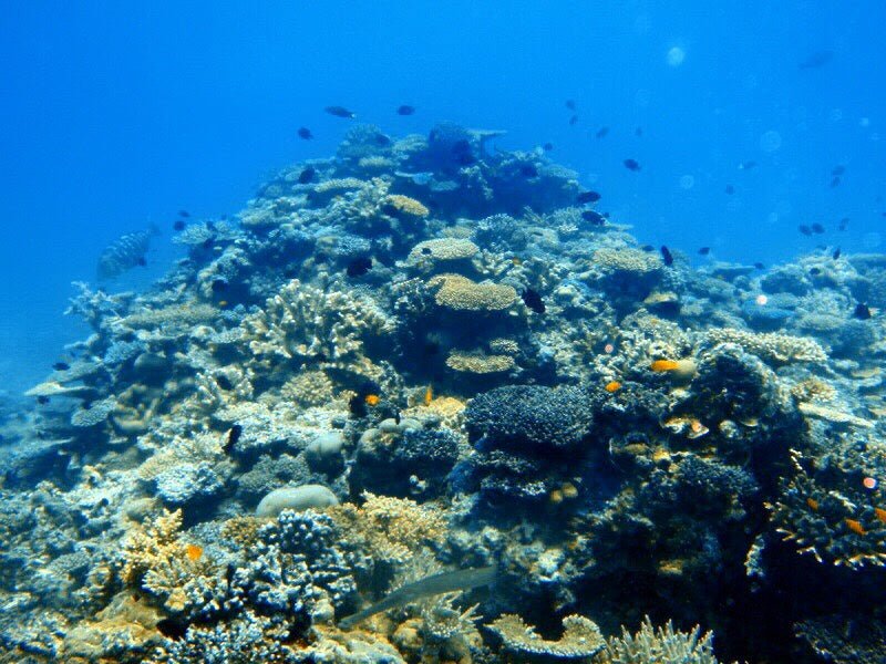 Snorkel With Turtles At Mudjimba Island - We Wander