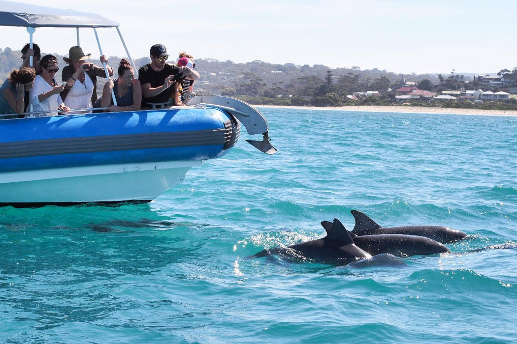 Southern Ocean Adventure - We Wander