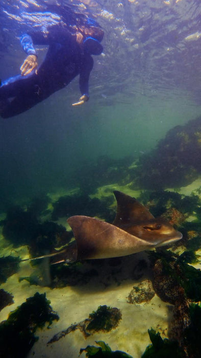 Stingray Snorkel With Entry Pass - We Wander