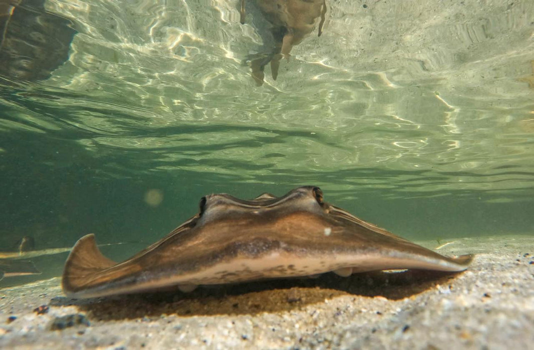 Stingray Snorkel With Entry Pass - We Wander