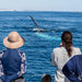 Sunset Sail Or Whale Watching (July - November) - We Wander