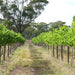 Taste Talk And Walk At Barangaroo Boutique Wines - We Wander