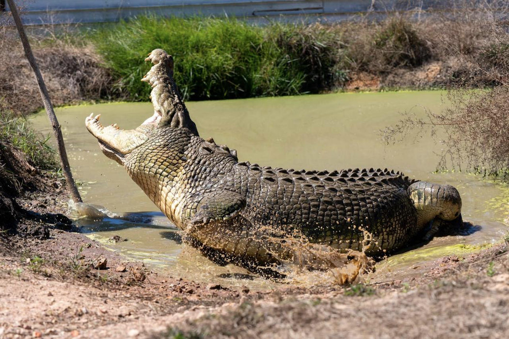 Top End Safari Camp Overnight Tour - We Wander