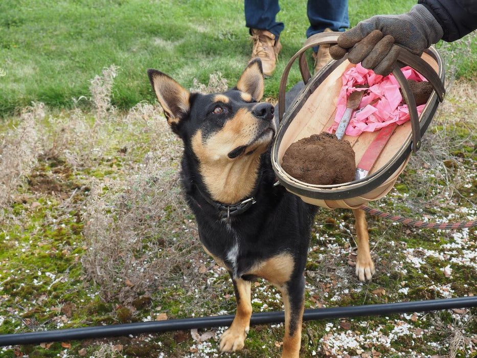 Truffle Hunt, Touch And Taste - We Wander