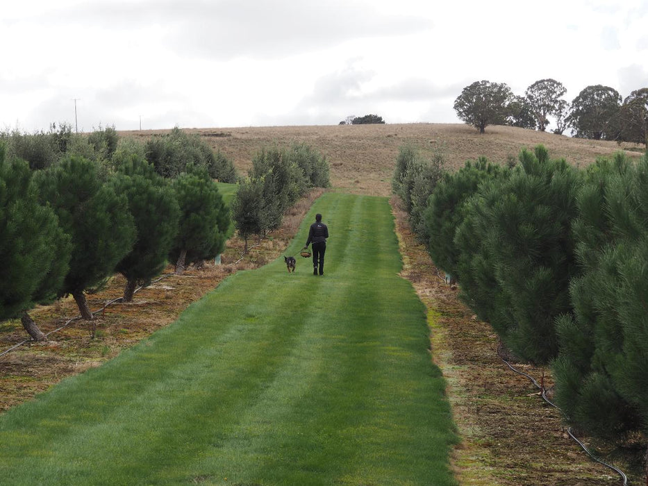 Truffle Hunt, Touch And Taste - We Wander