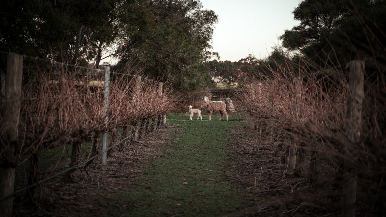 Vineyard Sustainability Tour & Tasting Experience At Maxwell Wines - We Wander