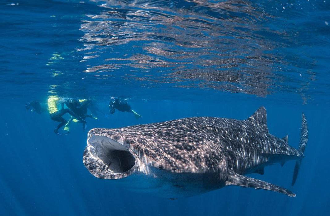 Whale Shark Adventure Swim Exmouth - We Wander