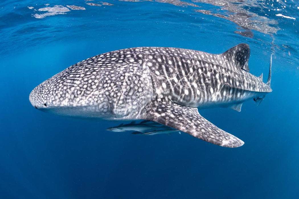 Whale Shark Adventure Swim Exmouth - We Wander