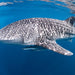 Whale Shark Adventure Swim Exmouth - We Wander