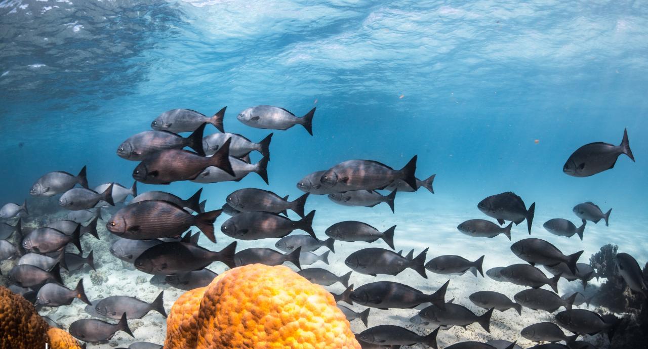 Whale Shark Adventure Swim Exmouth - We Wander