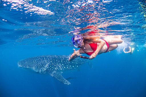 Whale Shark Adventure Swims Exmouth - We Wander