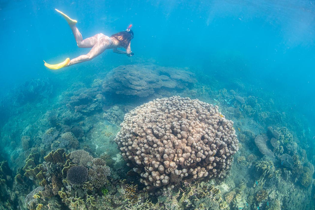 Whale Shark Adventure Swims Exmouth - We Wander