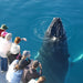 Whalesong Whale Watch Tour - We Wander