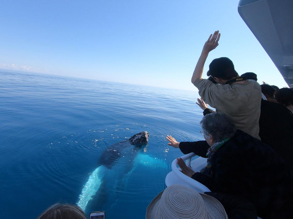 Whalesong Whale Watch Tour - We Wander