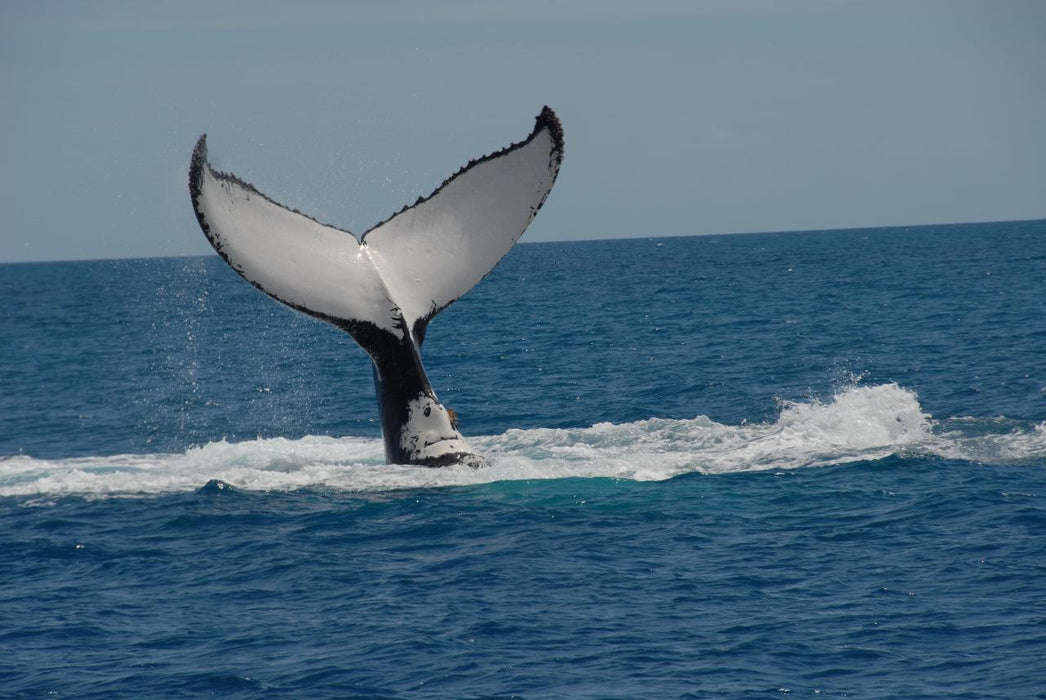 Whalesong Whale Watch Tour - We Wander