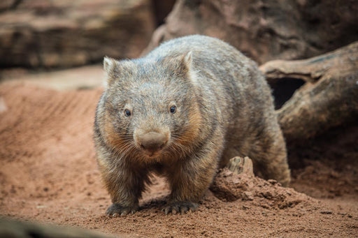 Wild Life Sydney Zoo - Daily Peak - We Wander