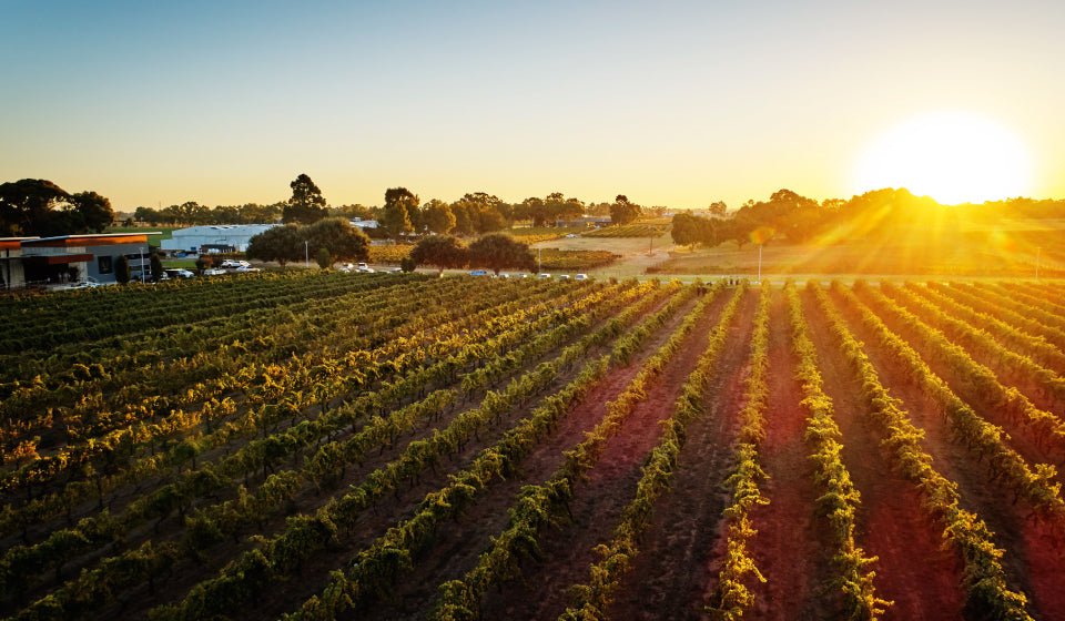 Wine Immersion At Mandoon Estate - We Wander