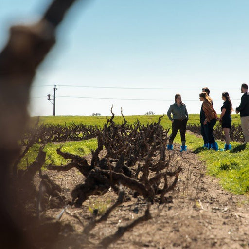 Yalumba Winery And Nursery Tour - We Wander